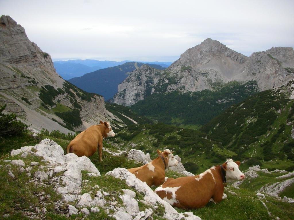 Alpotel Dolomiten 몰베노 외부 사진